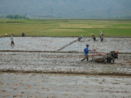 labourage des rizières