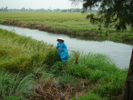 pêcheur dans les rizières